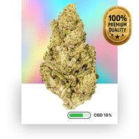 Plutonium 16%