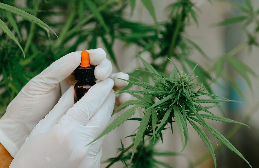 Huile de CBD : l'avis d'un professionnel de santé