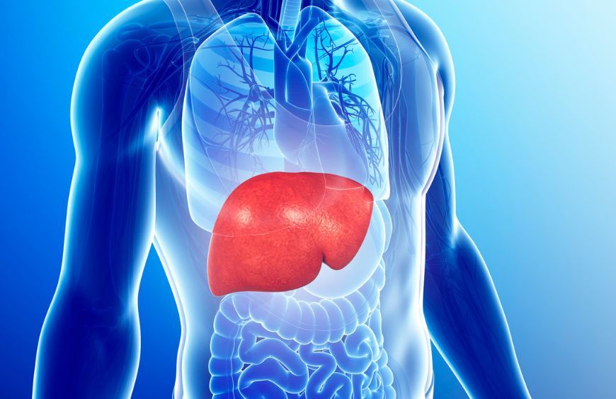 Quels peuvent être les effets du CBD sur le foie ?