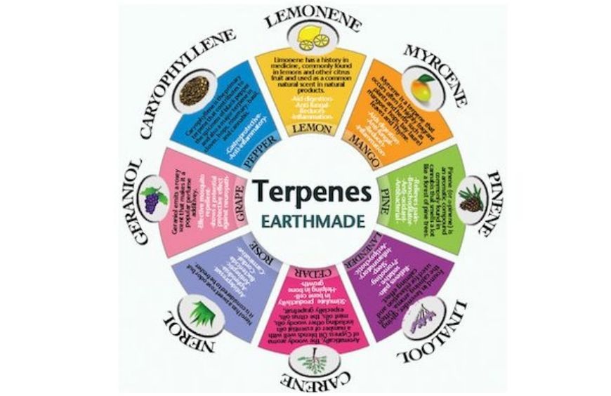 Quels sont les principaux terpènes et quelles sont leurs vertus ?