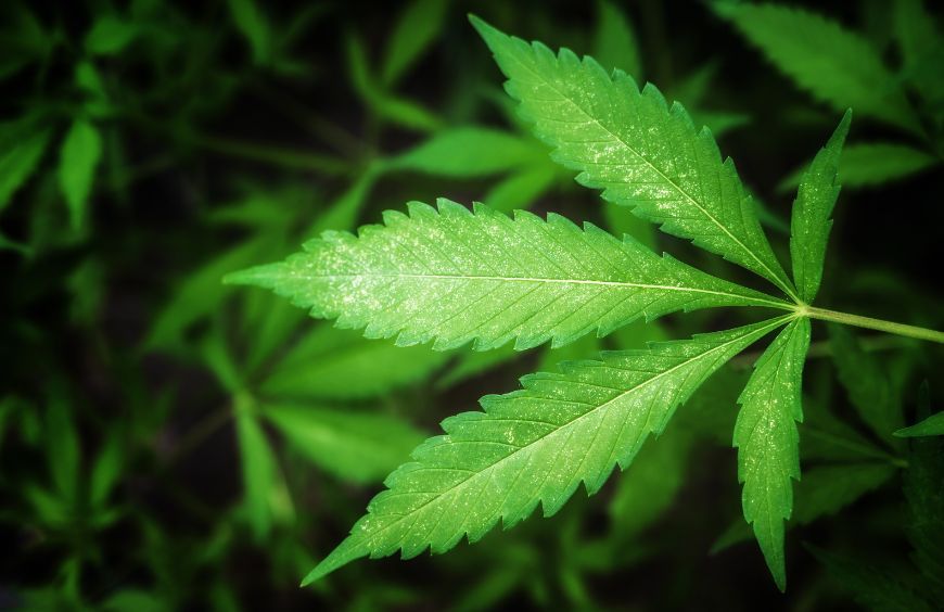 Qu'est ce que le H4CBD ? Différence avec le CBD