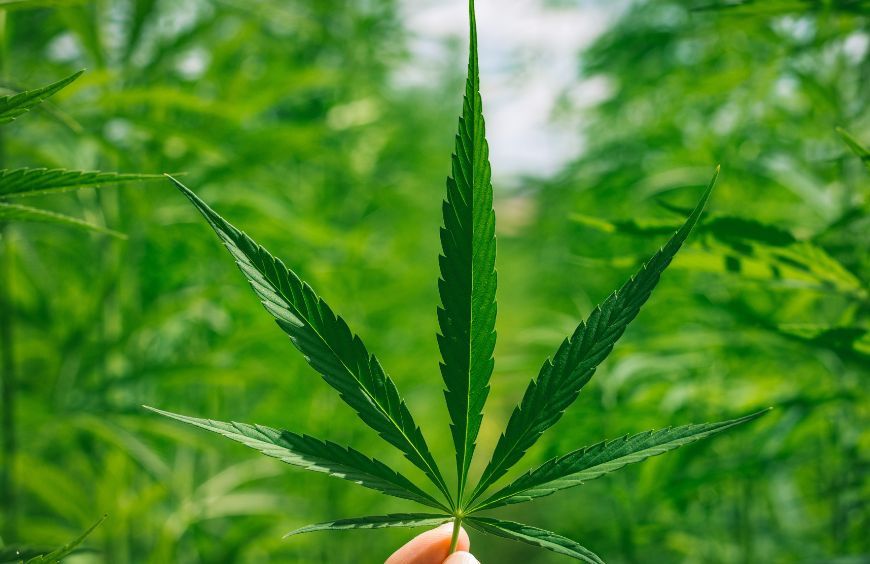 Acheter du CBD
