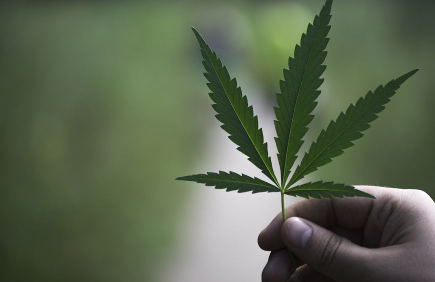 Les feuilles de chanvre sont-elles antioxydantes ? 