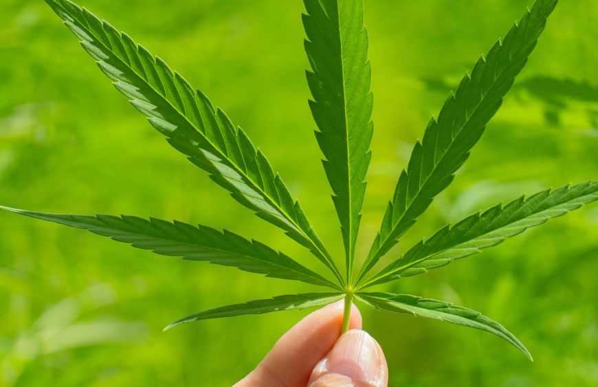 Intérêts du CBD : Quels sont-ils ? 