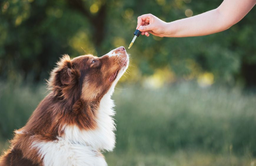 Pourquoi utiliser le CBD pour calmer les animaux de compagnie ?