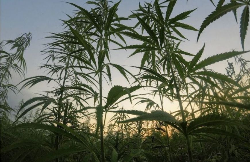 Quels sont les principaux usages des fibres et des graines de chanvre ?