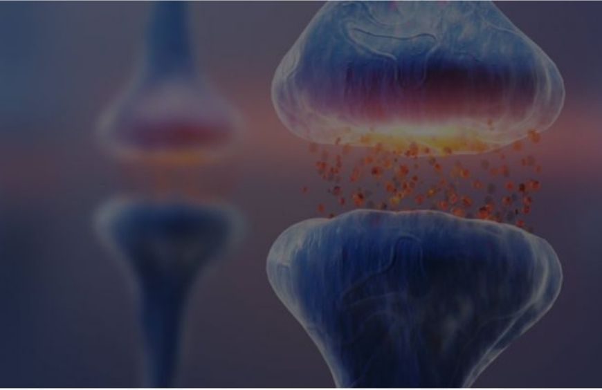 Qu'est-ce que le système endocannabinoïde et quel est son rôle ?