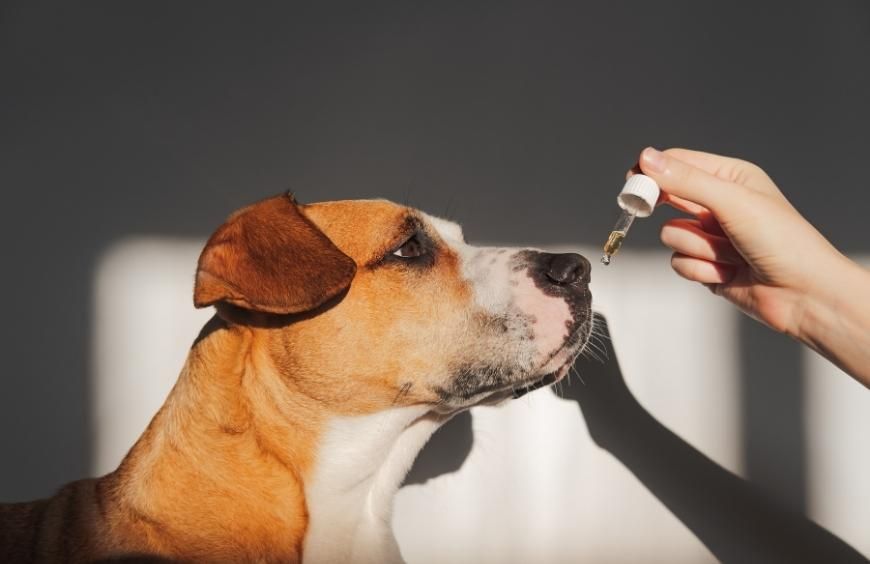 chien qui prend de l'huile de cbd pour animaux