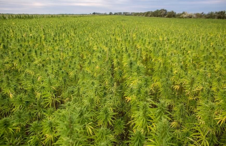 Choisir son grossiste et fournisseur CBD : Les 5 critères à prendre en compte