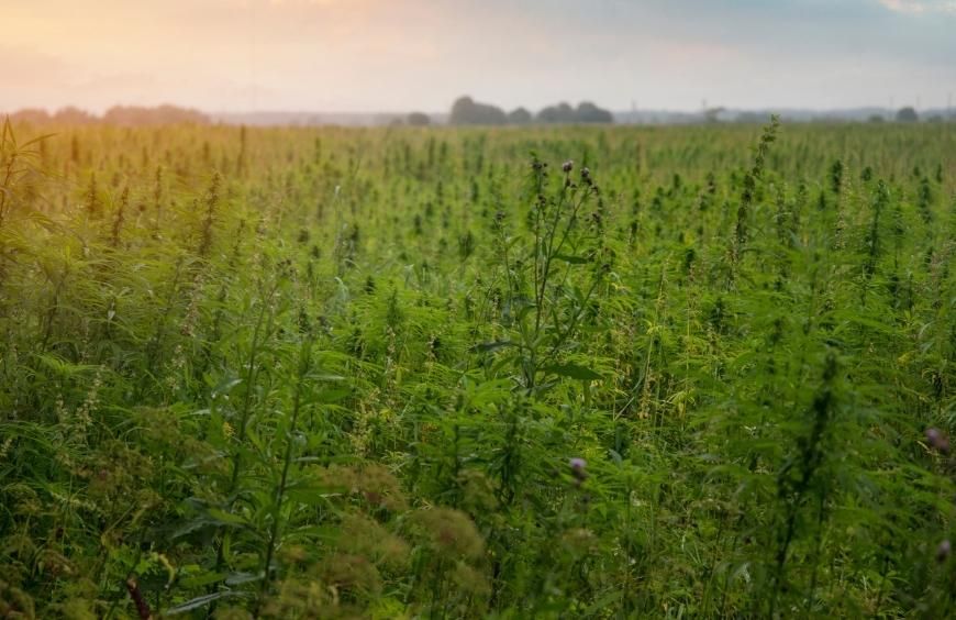 Chanvre vs CBD : Quelle est la différence ?