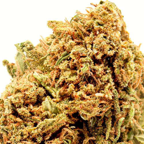 Gelato