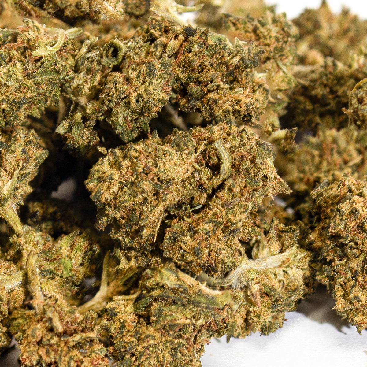 Small Bud Super Lemon