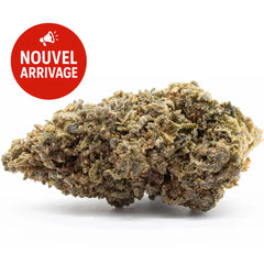 Amnesia Boost 36%