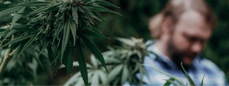 cannabis-fleurs-anxiete-traitement