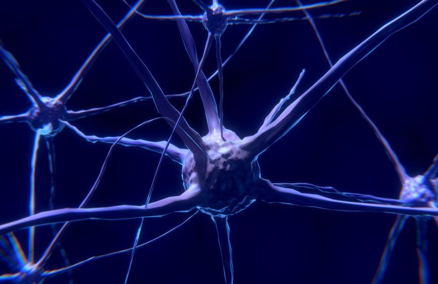 L’impact du CBD sur les nerfs et le système nerveux 