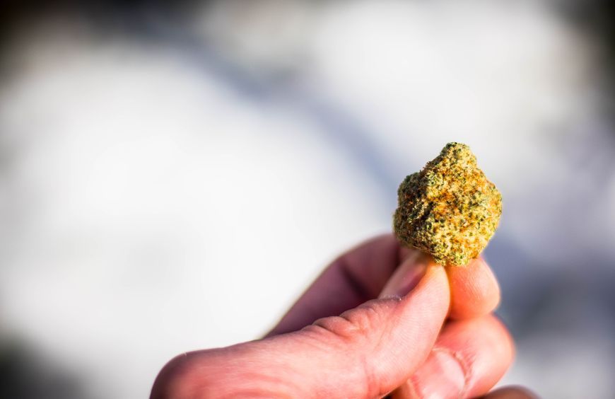 Nouvelles études sur le cannabis 