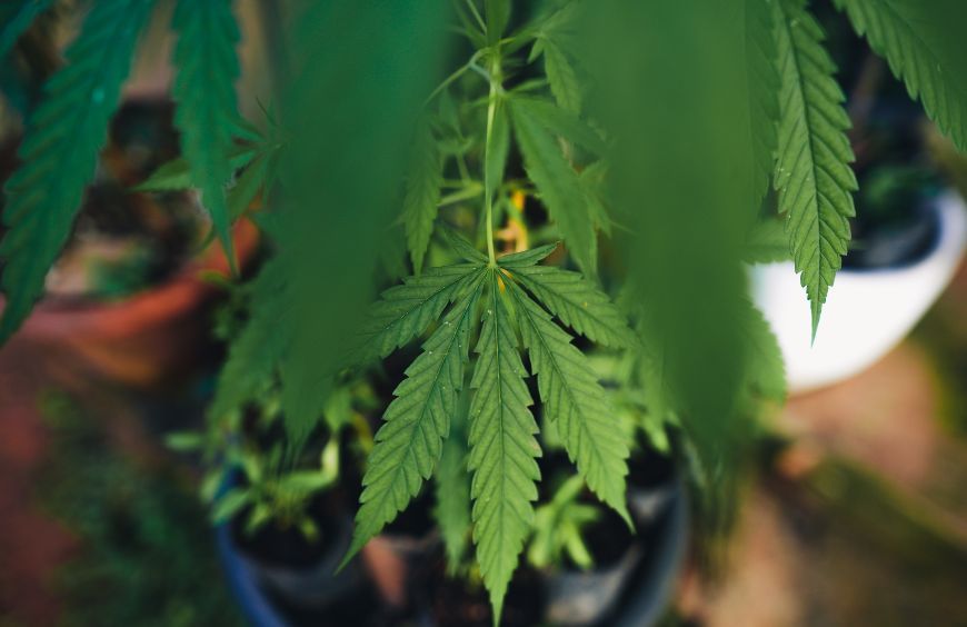 Cannabis médical : Que faut-il savoir ? 