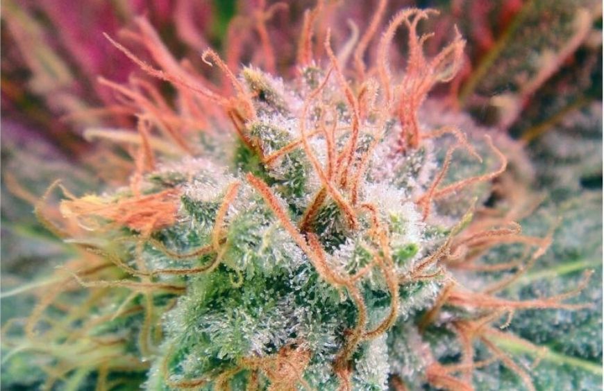 Que sont les trichomes du cannabis