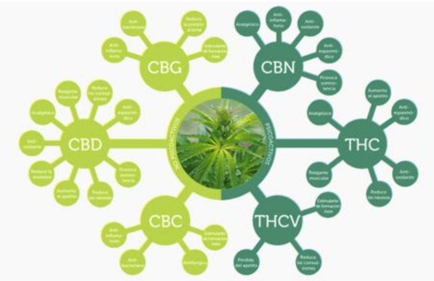 Quels sont les différents cannabinoïdes du chanvre ?