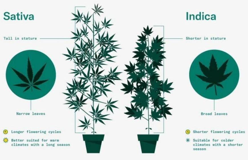 Tout sur cannabis Sativa vs Indica | Saveurs-CBD