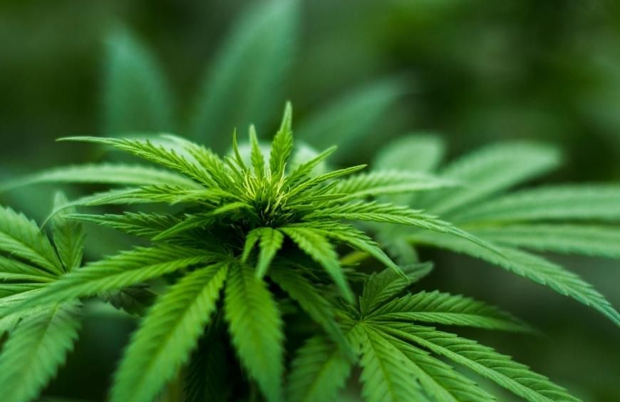 Est-ce que le cannabis est illégal ?